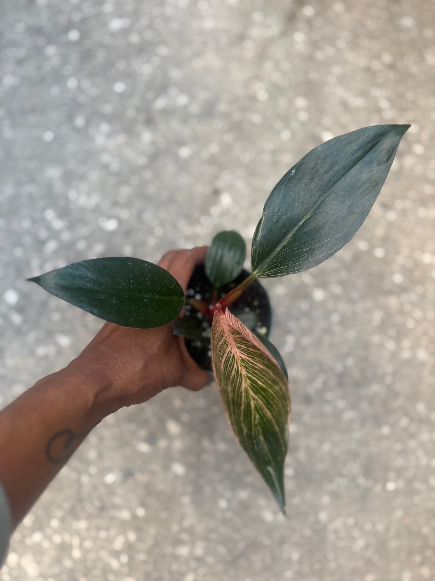 Philodendron Pink Birkin