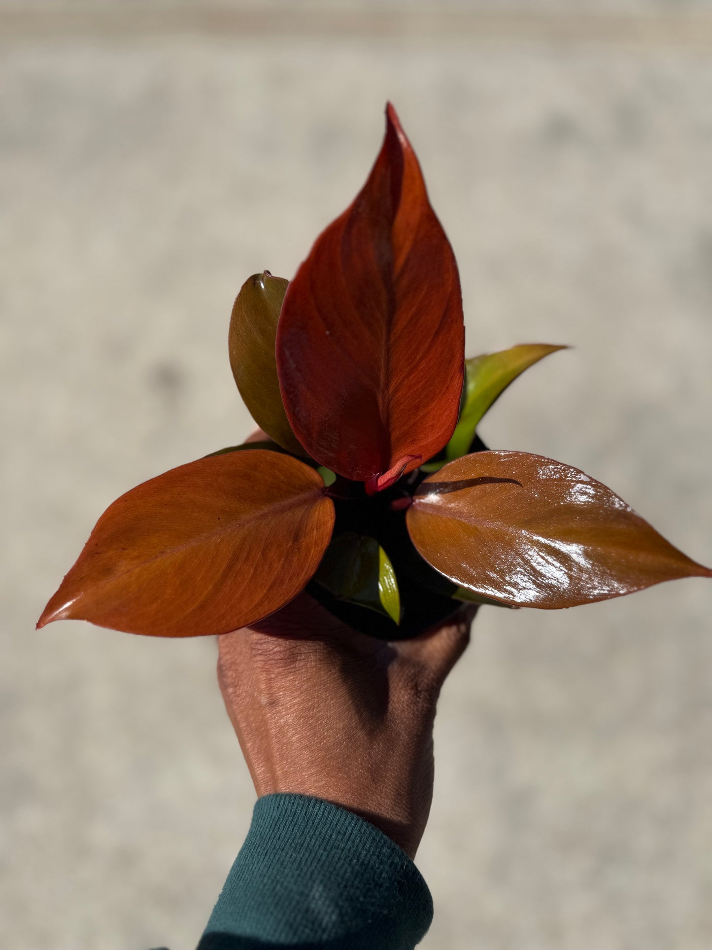 Philodendron Cherry Red