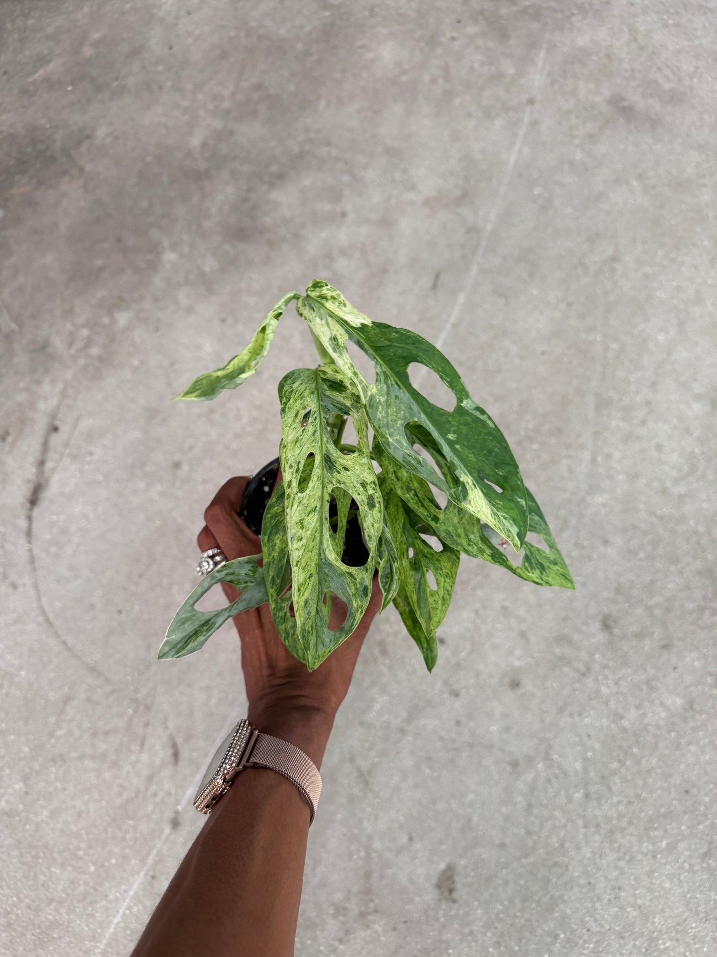 Monstera Adansonii Giant Variegated