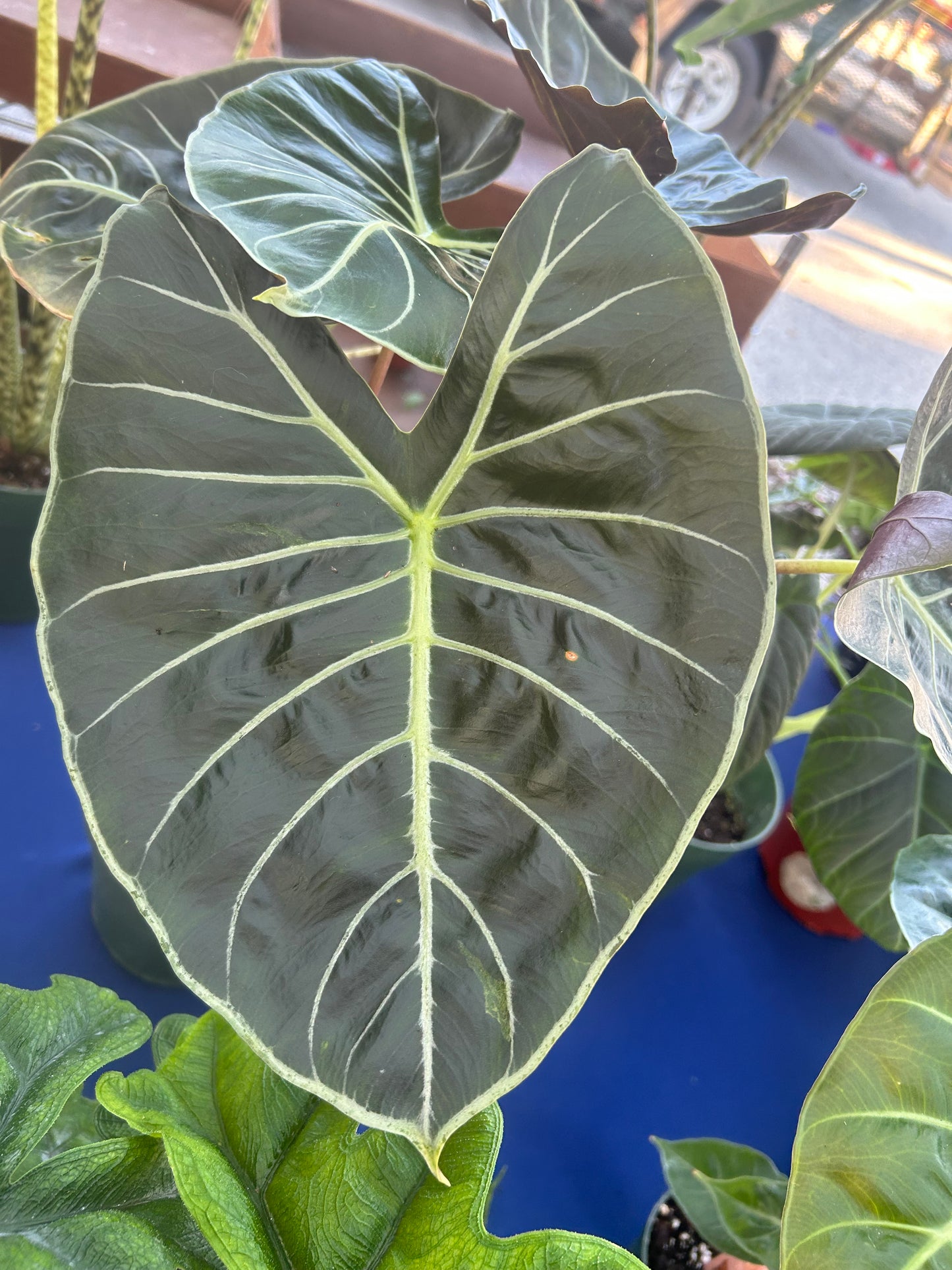 dragon tooth succulent Alocasia Longiloba Dragon's Tooth – Prop & Grow Plant Shop