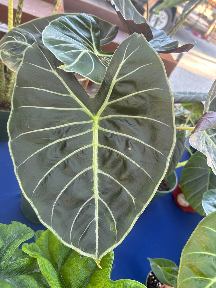 Alocasia Longiloba Dragon's Tooth