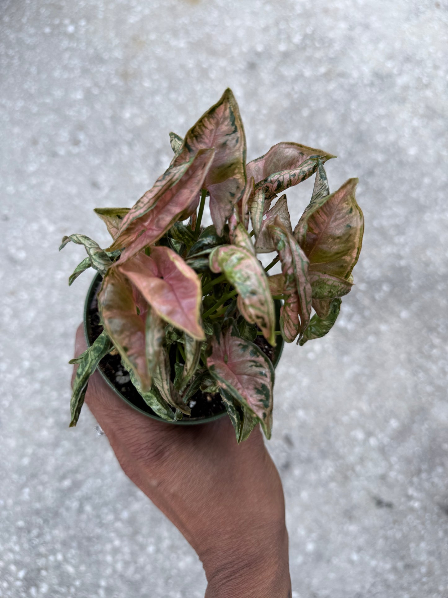 Syngonium Pink Rolli