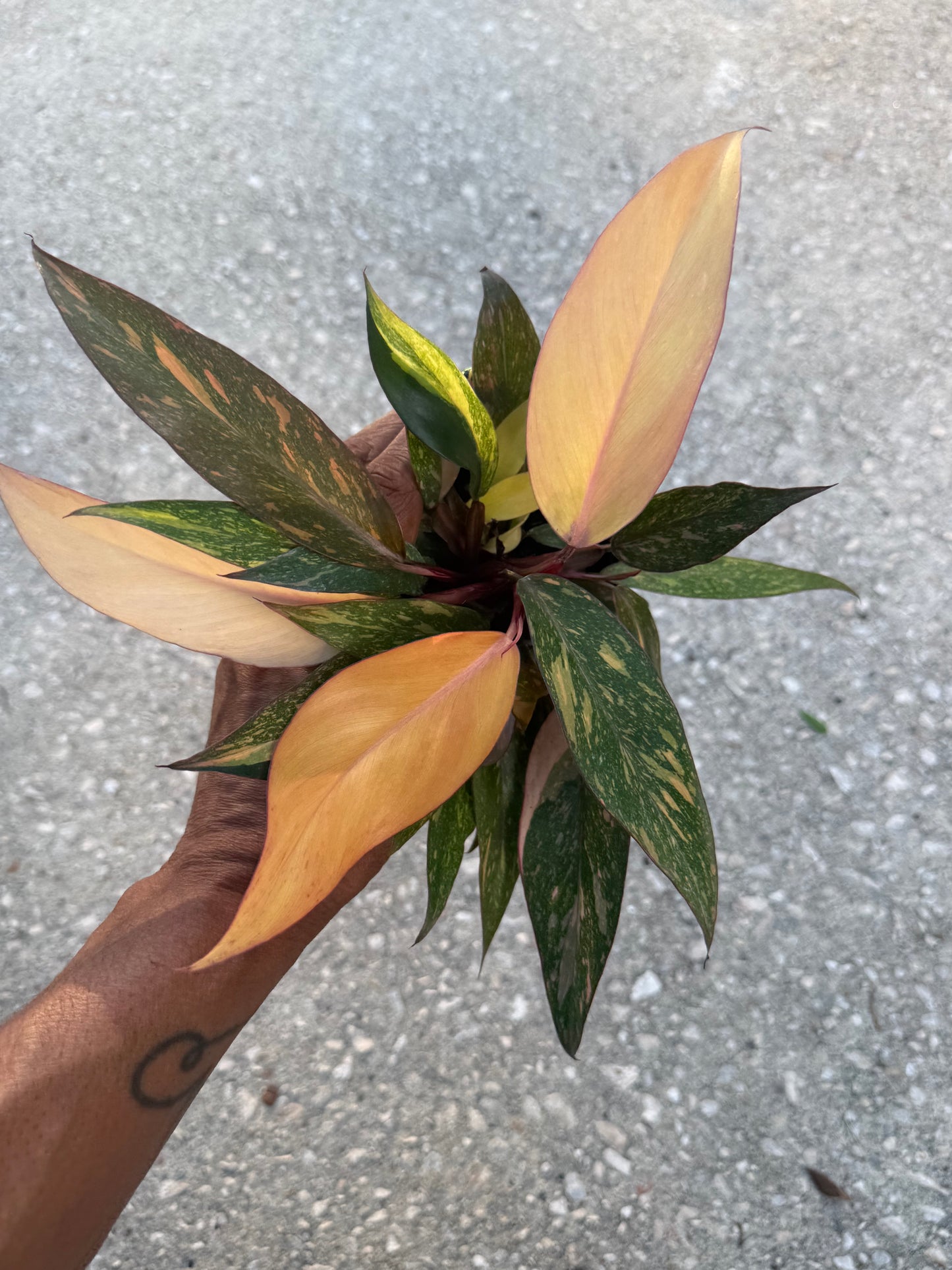 Philodendron Orange Princess Marble