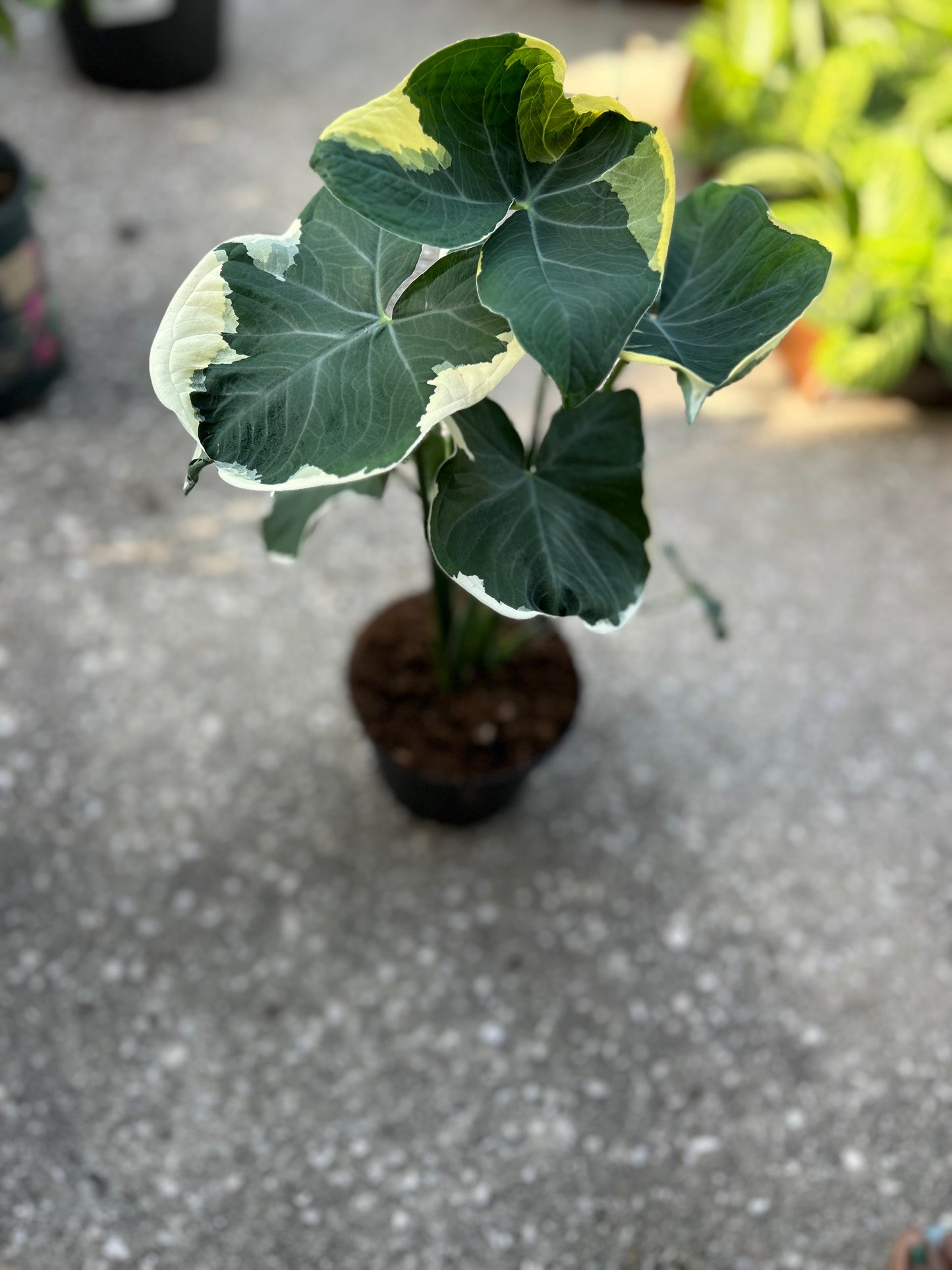 Alocasia 'Mickey Mouse'-Xanthosoma Albo