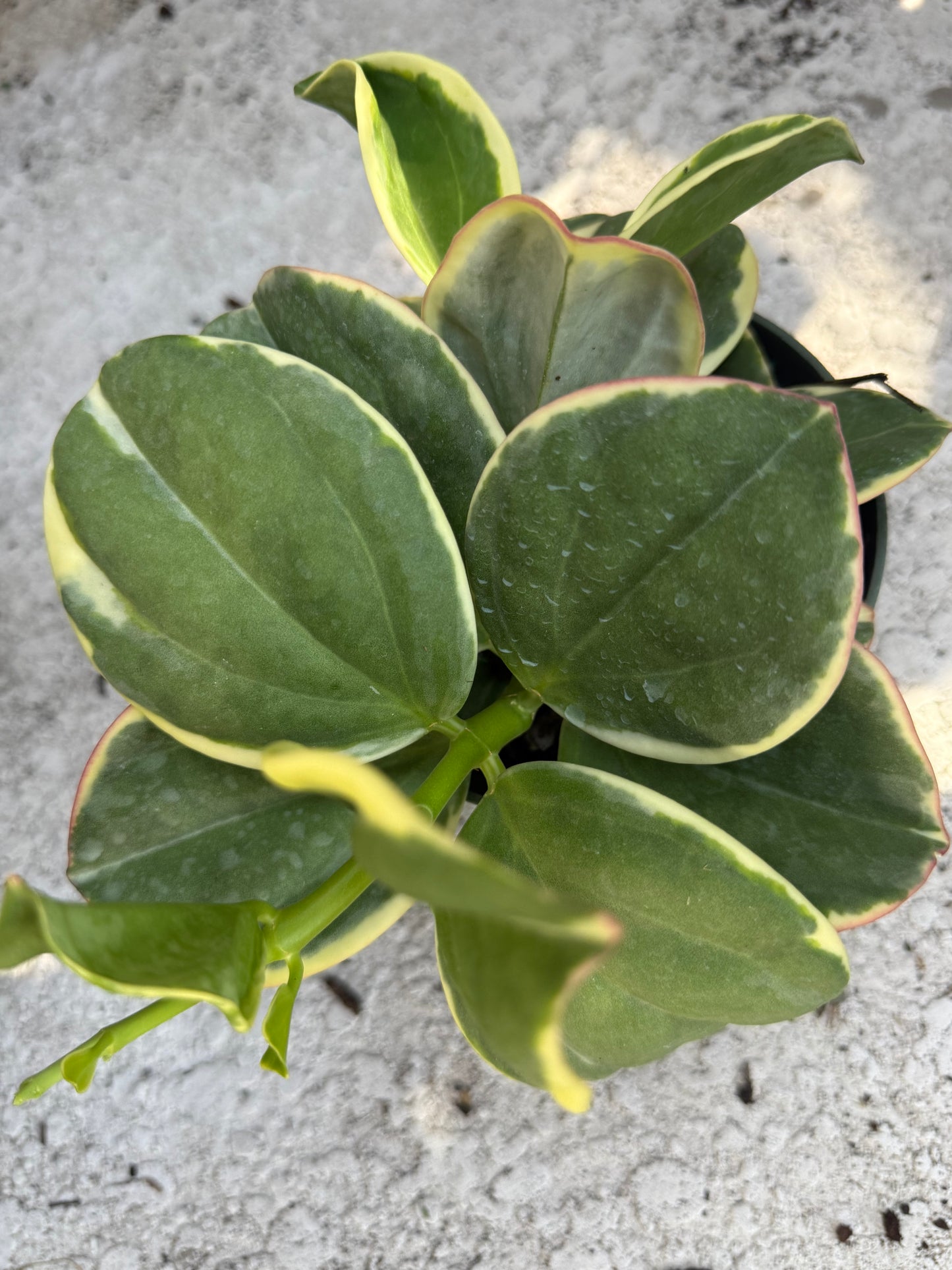 Hoya 'Pachyclada' Outer Variegated albomarginata