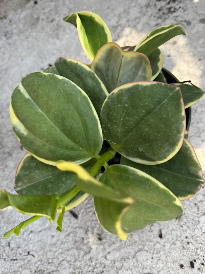 Hoya 'Pachyclada' Outer Variegated albomarginata