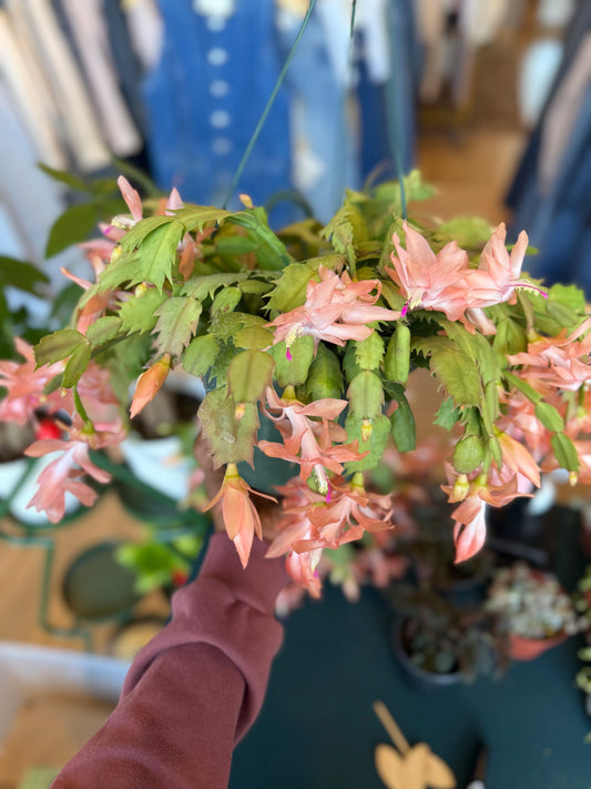 Christmas Cactus-Salmon