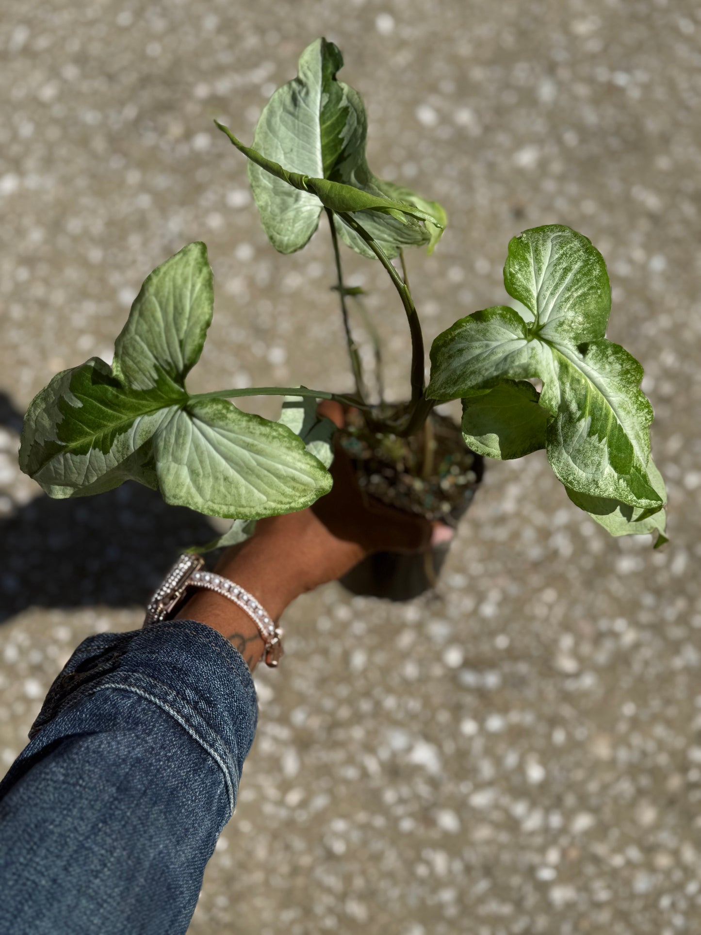 Syngonium Podophyllum 'Three Kings'