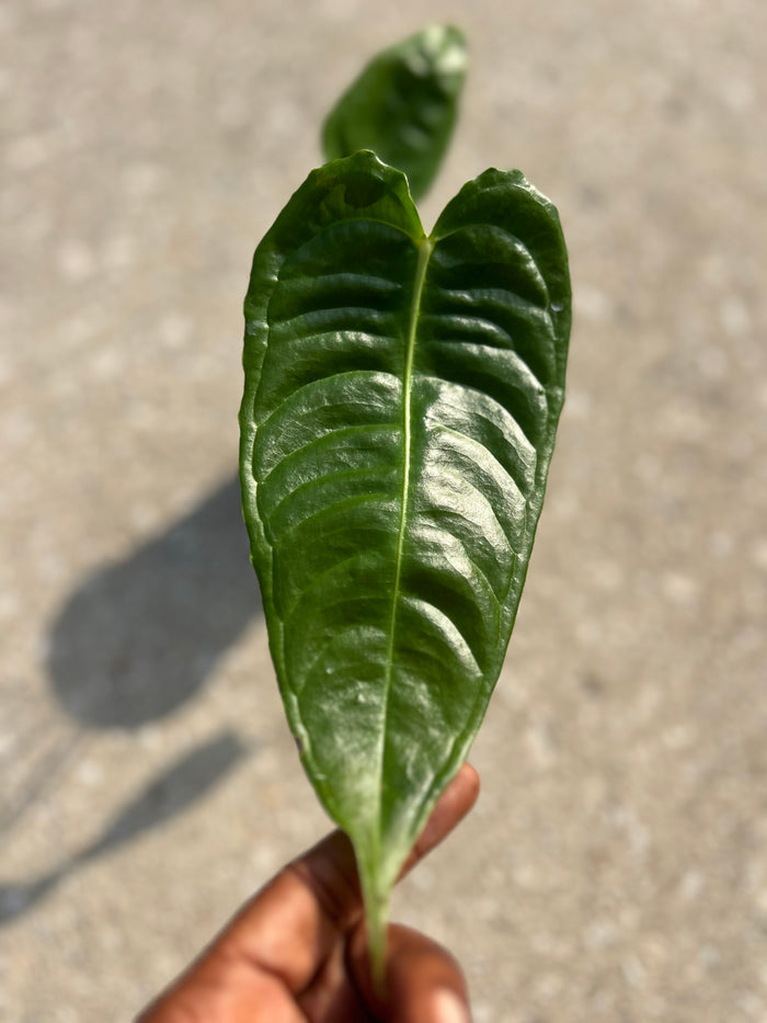 Anthurium Veitchii ‘King’