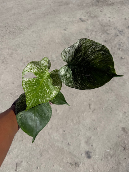 Monstera Devil Monster