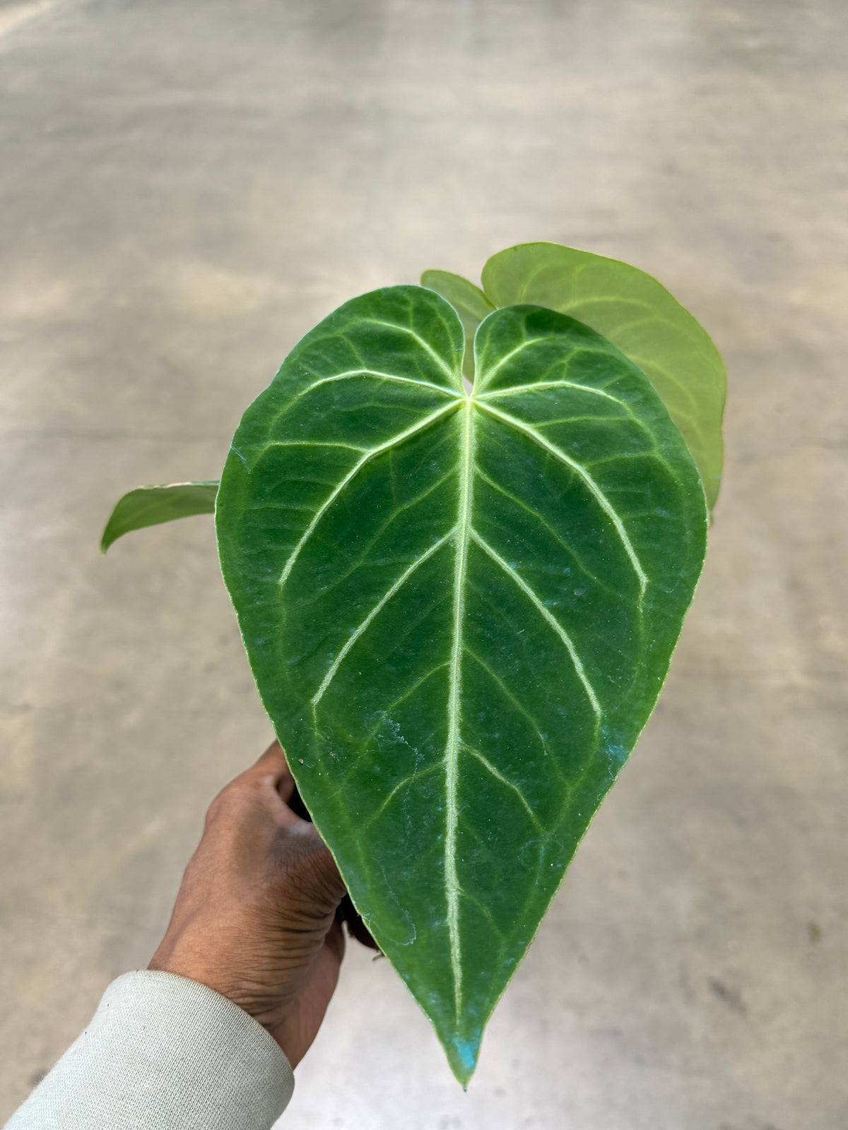 Anthurium 'Magnificum'