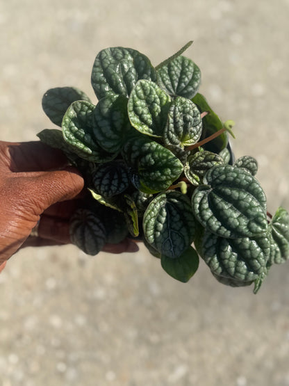 Peperomia 'Burbella'