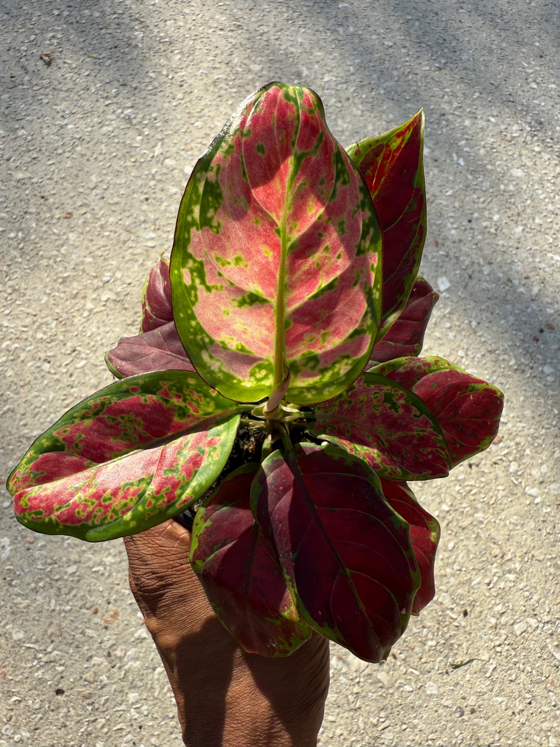 aglaonema black dragon Aglaonema 'Black Maroon'
