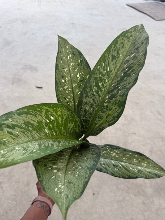 Dieffenbachia Snow