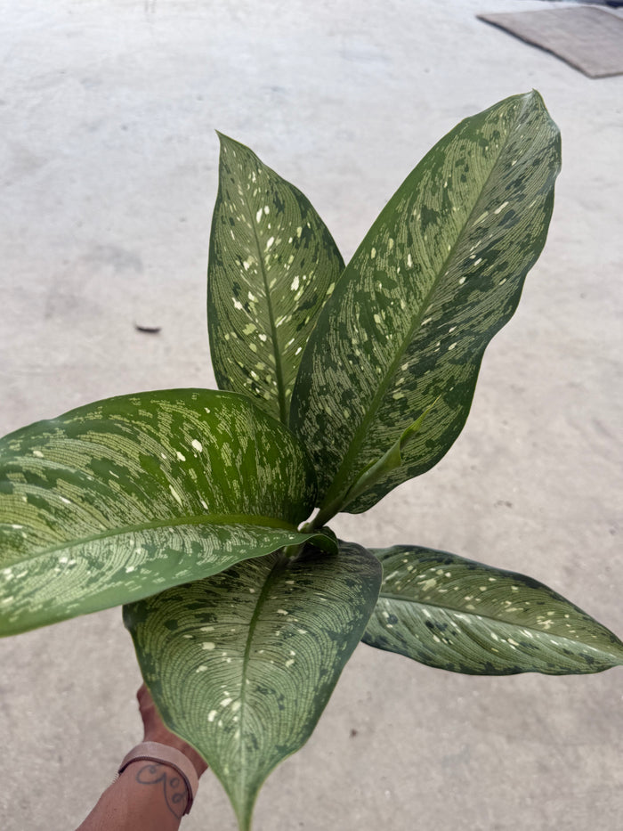 Dieffenbachia Snow