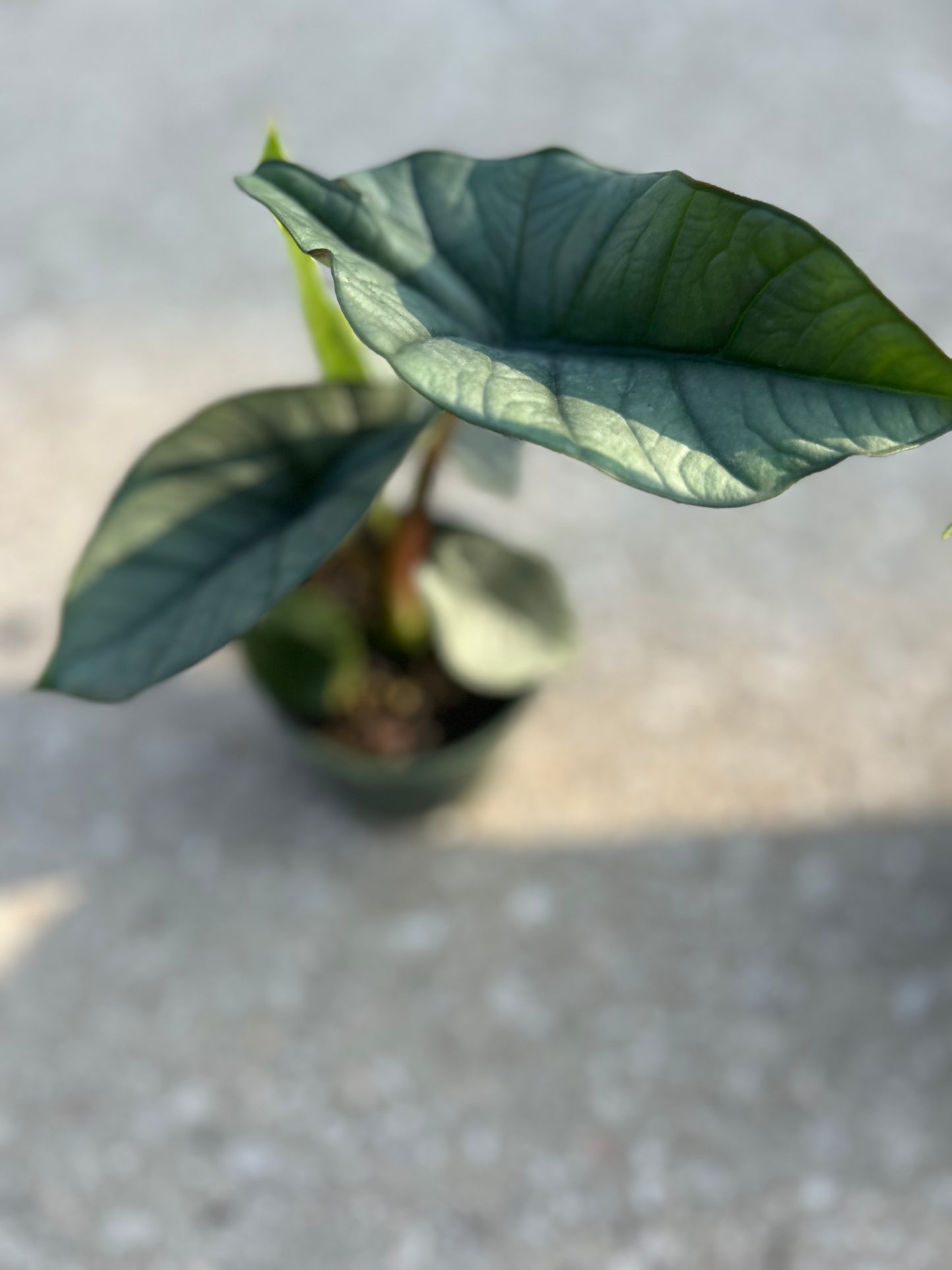 Alocasia Platinum