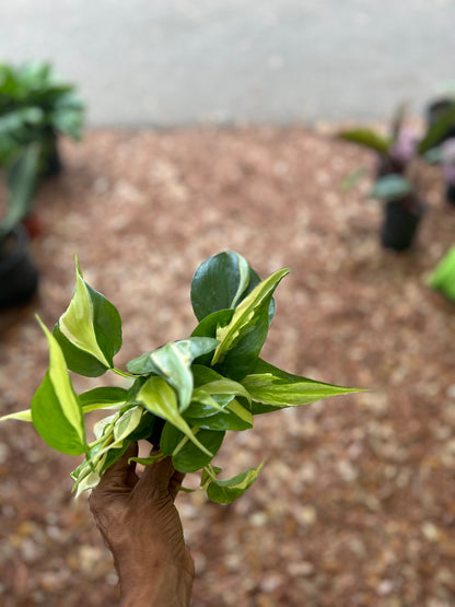 Philodendron 'Rio'