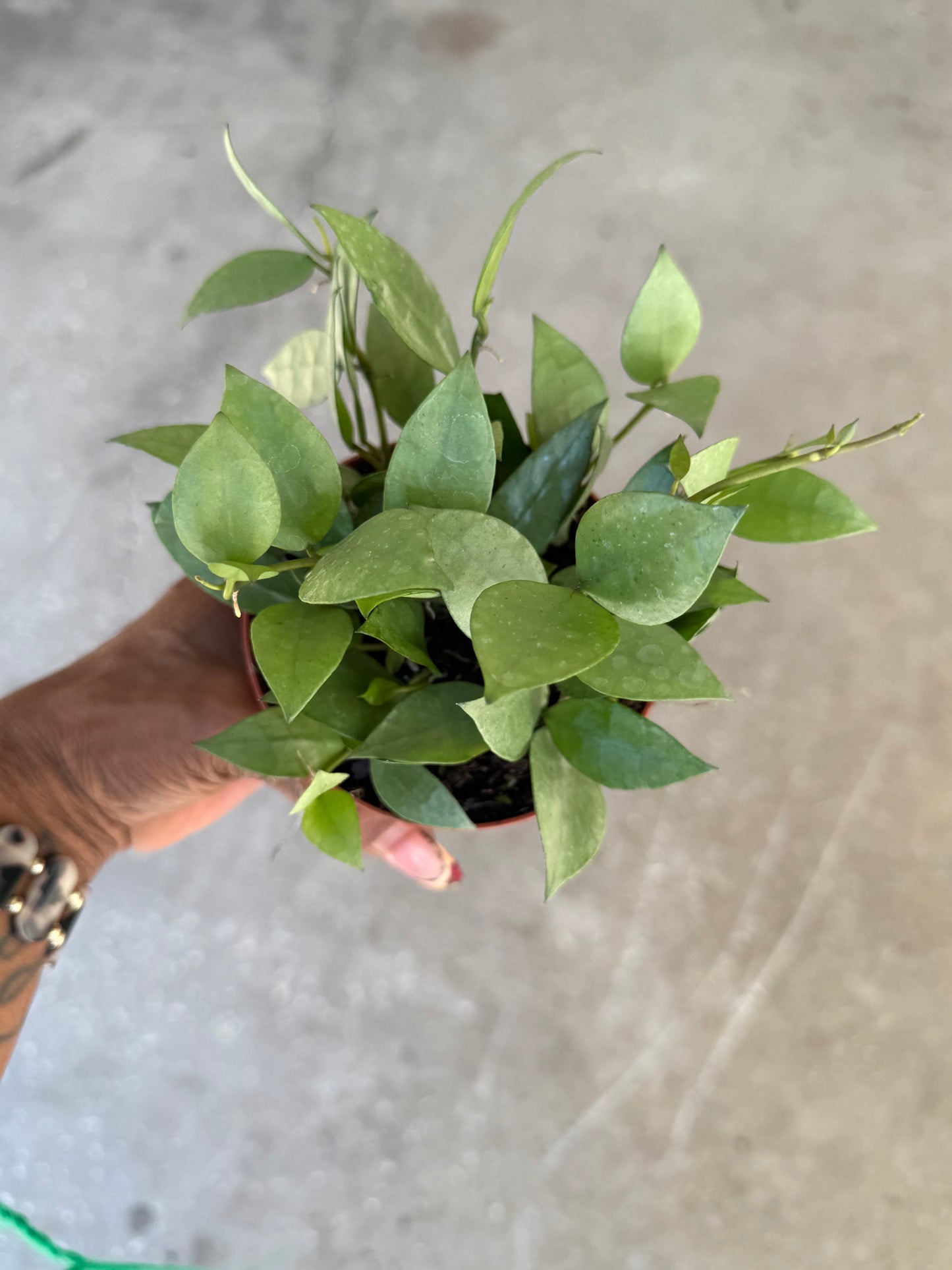 Hoya Krohiana Super Silver