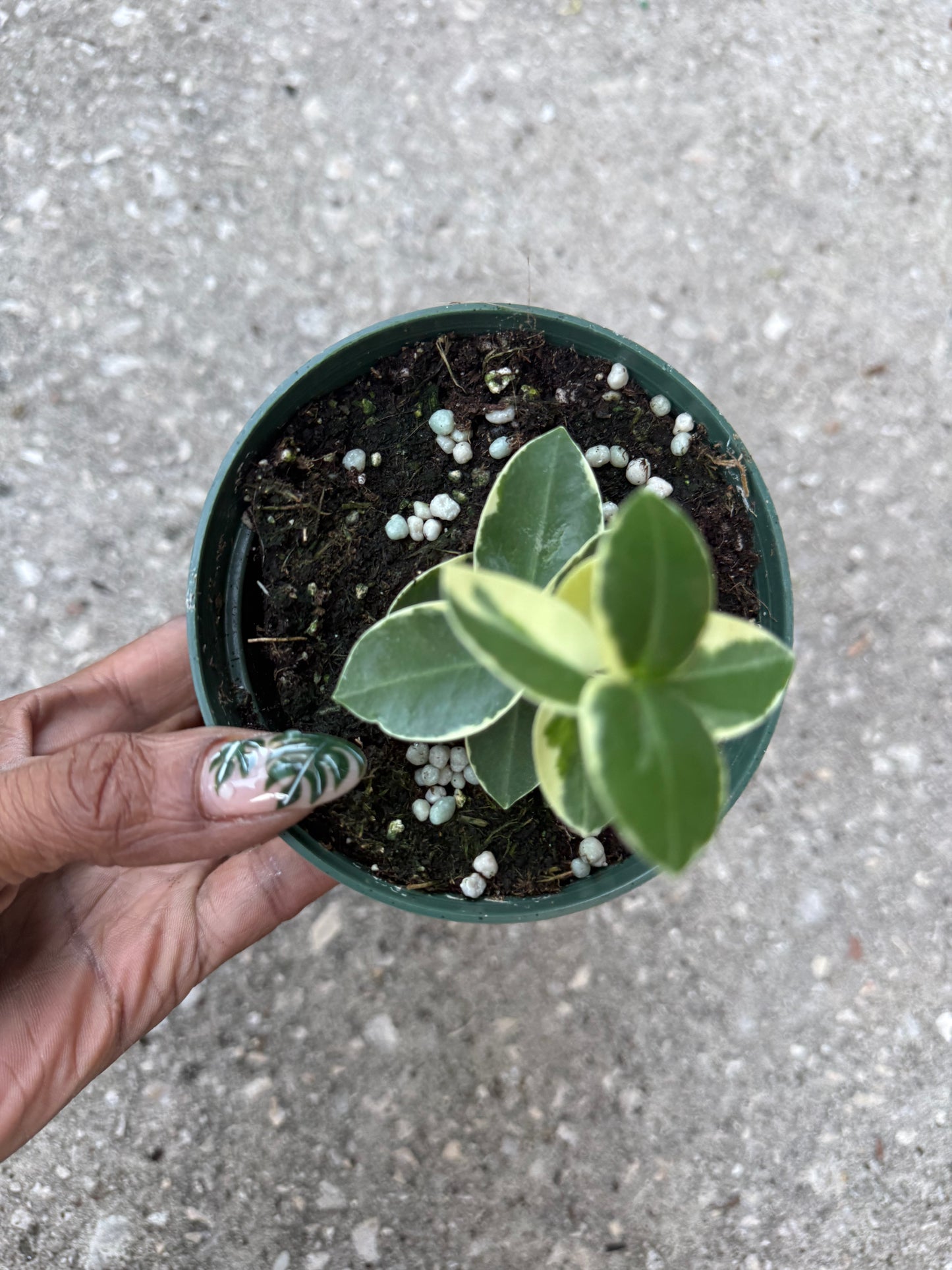 Hoya 'Cumingiana' albo