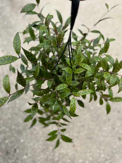 Aeschynanthus 'Lipstick Plant'