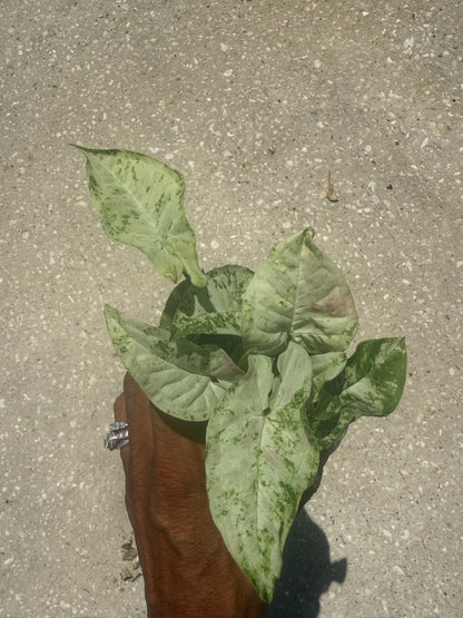 Syngonium 'Milk Confetti' Tricolor