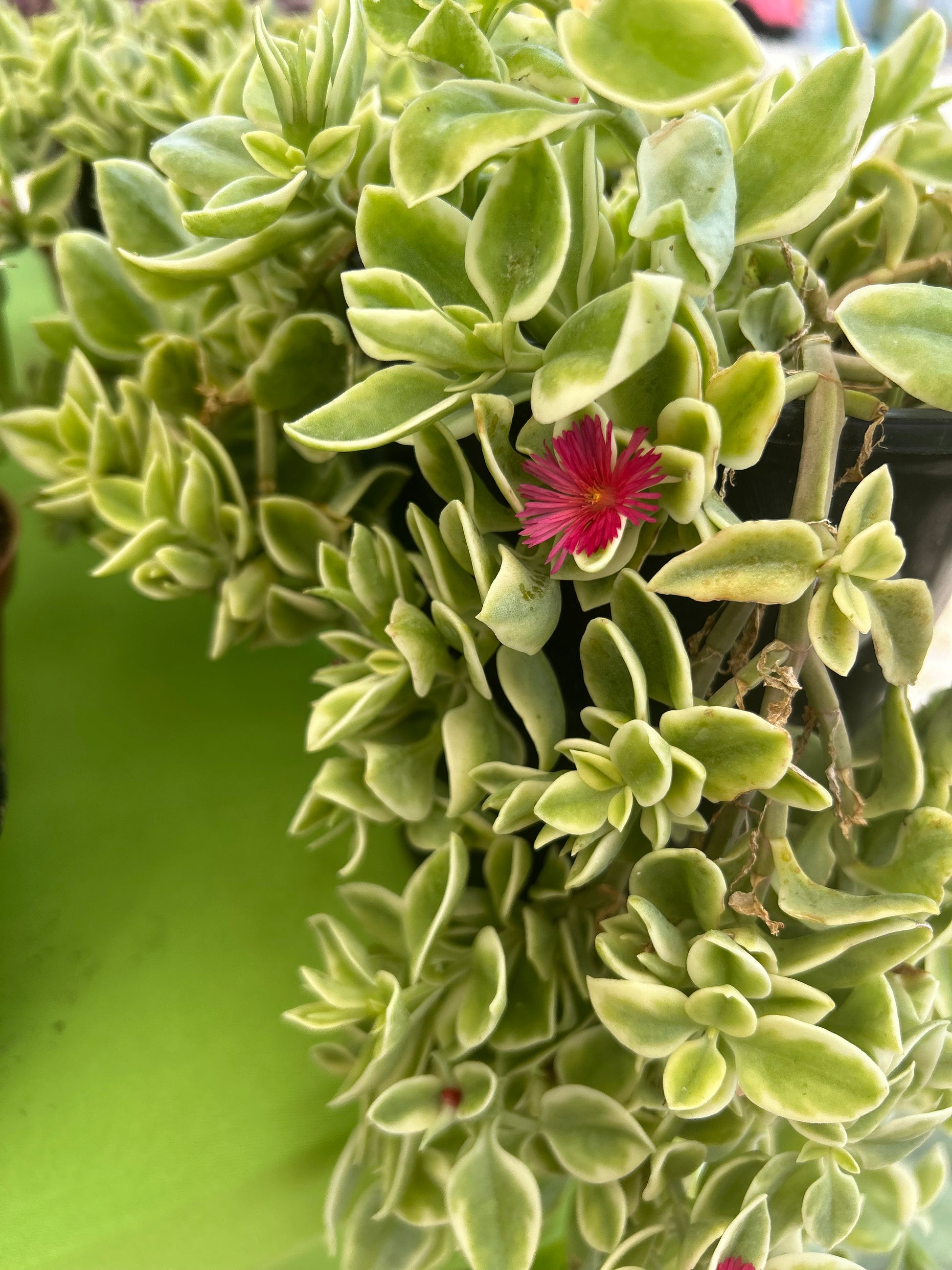 aptenia succulent Baby Sunrose-Variegated- "Aptenia cordifolia Variegata"