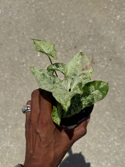 Syngonium 'Milk Confetti' Tricolor