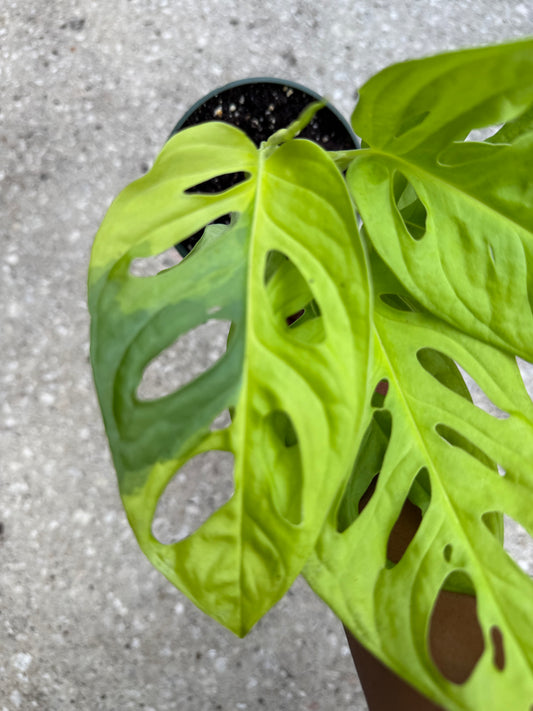 Monstera Adansonii ‘Neon’