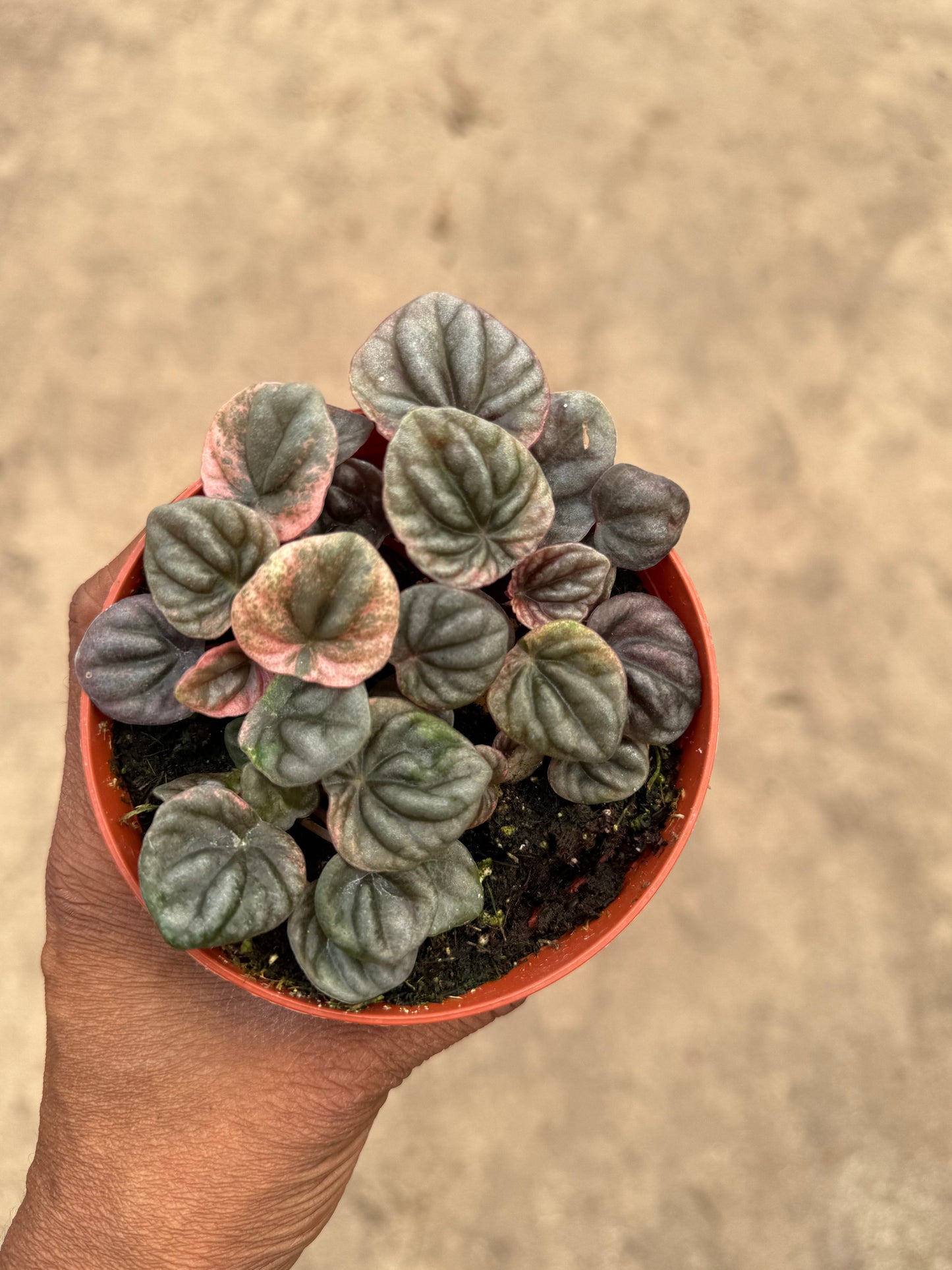 Peperomia Abrico