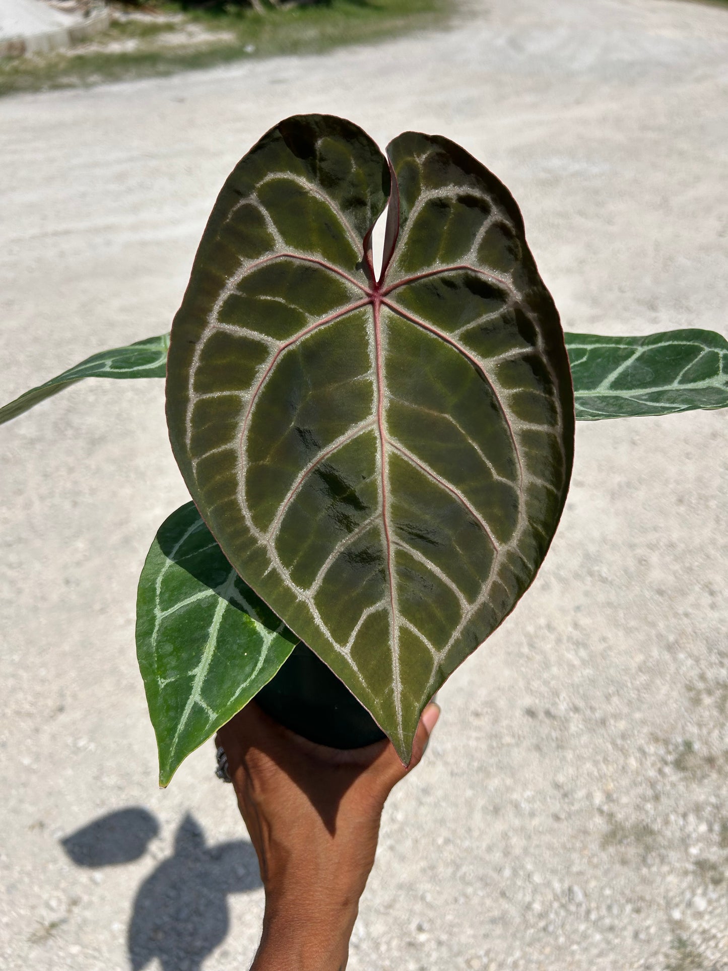 Anthurium Crystallinum x Magnificum