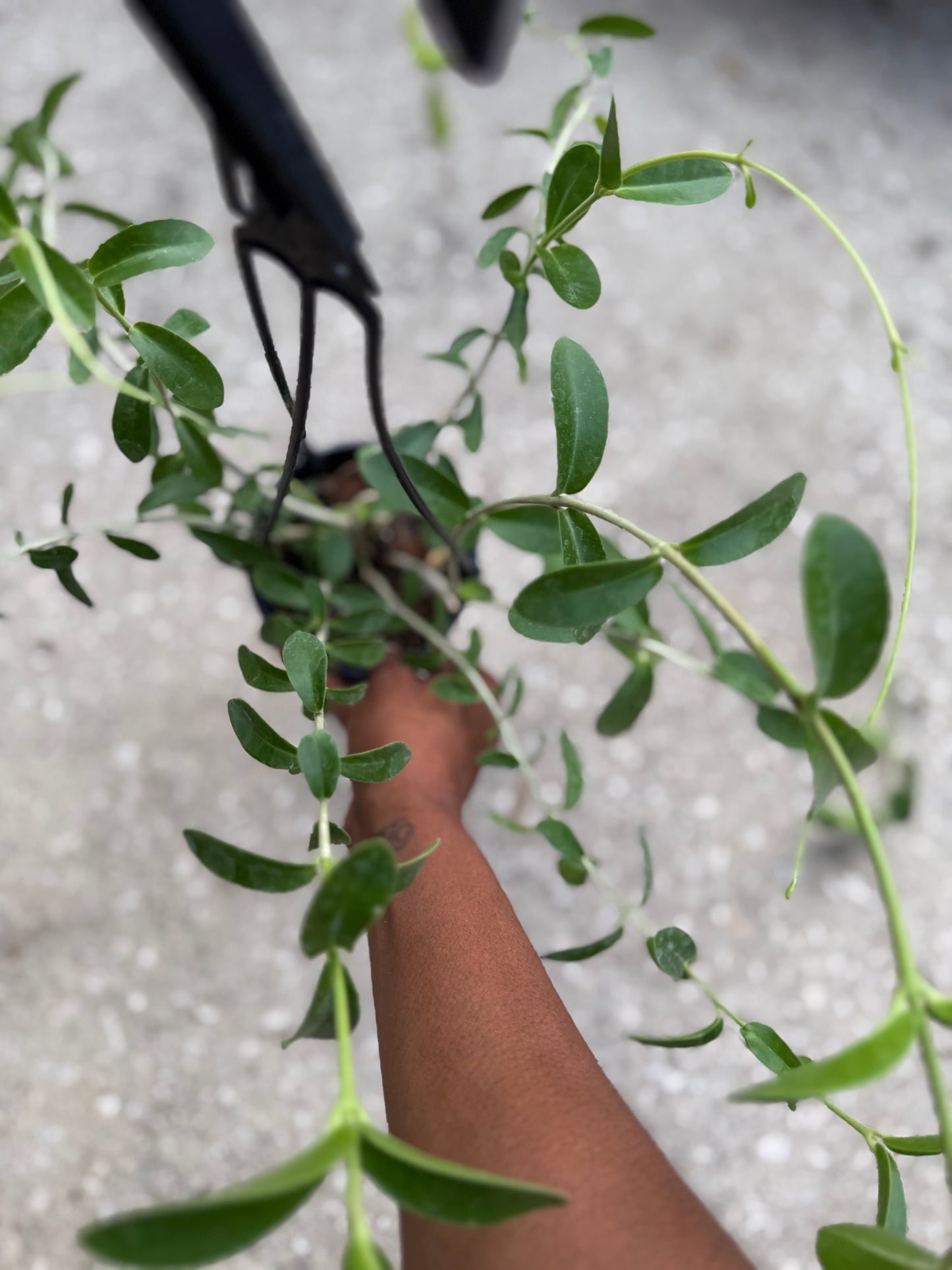 Hoya 'Cumingiana'