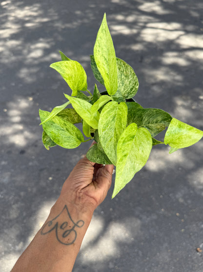 Epipremnum pinnatum Jungle Mint