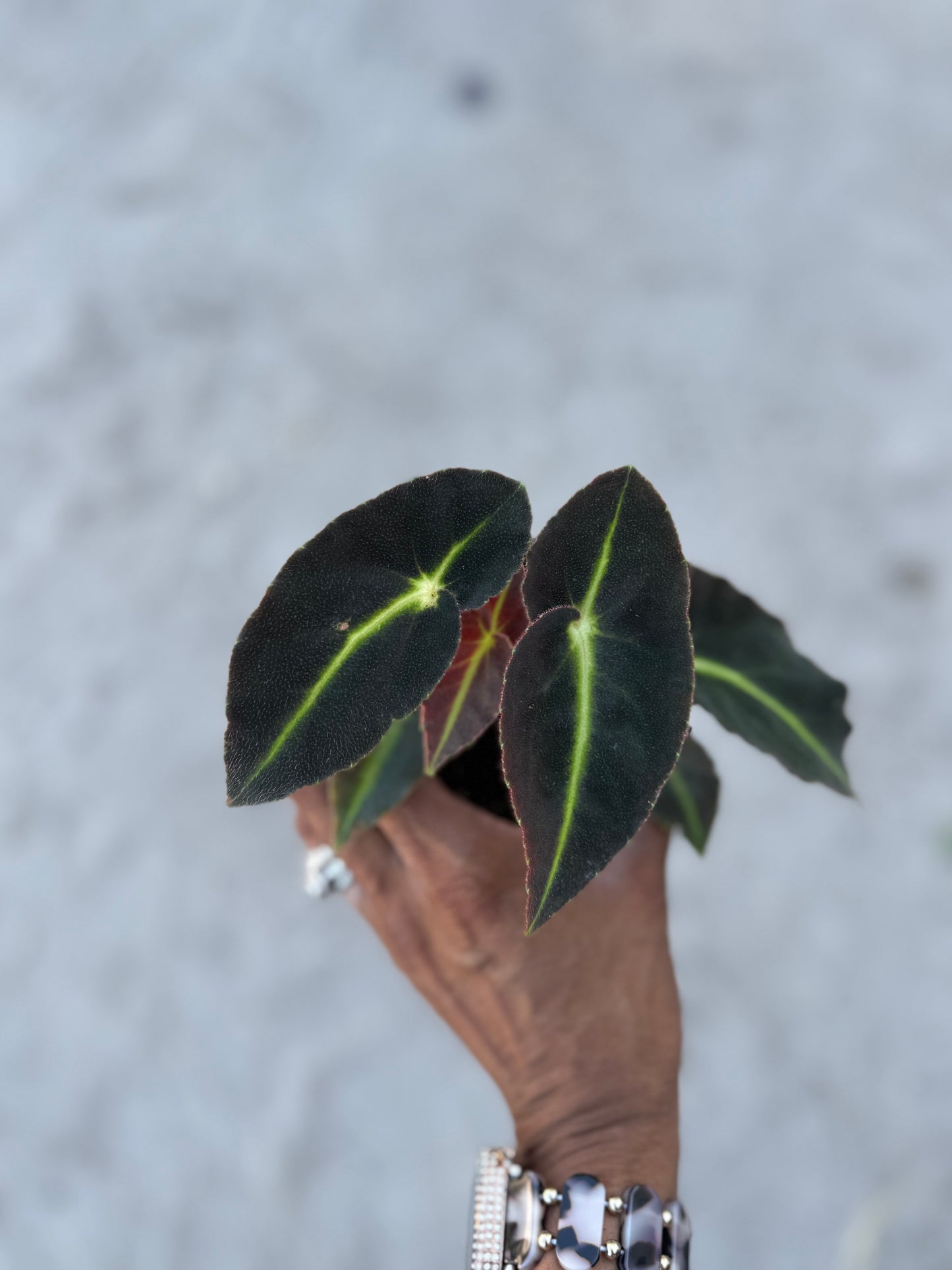 Begonia Listada
