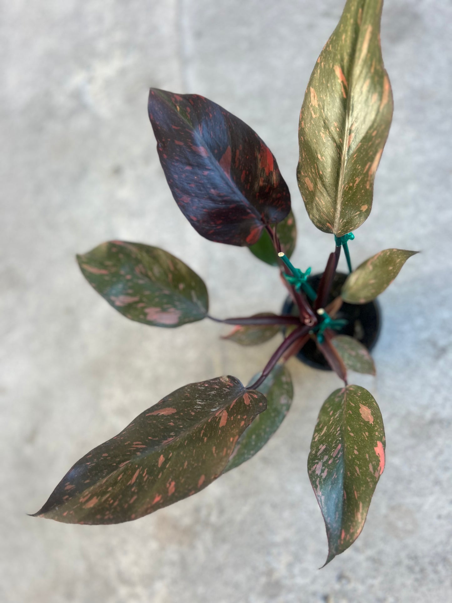 Philodendron 'Orange Princess'