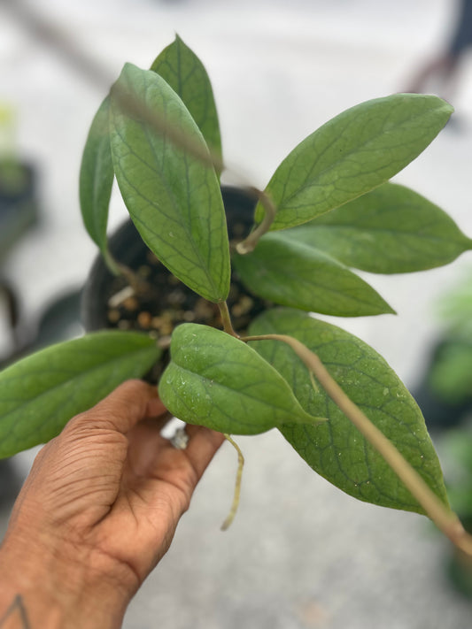 Hoya Vitellinoides