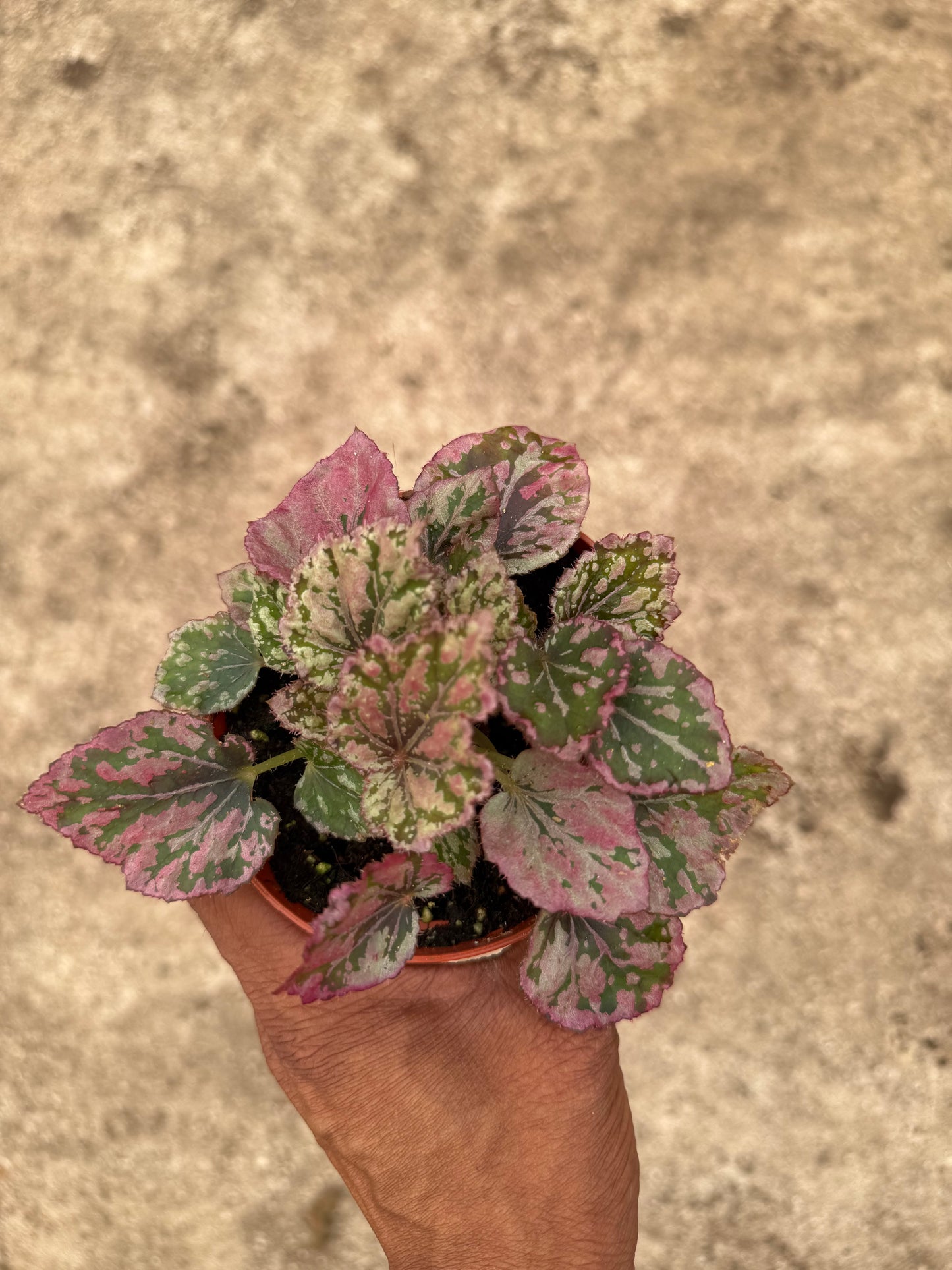 Begonia Venetian Red