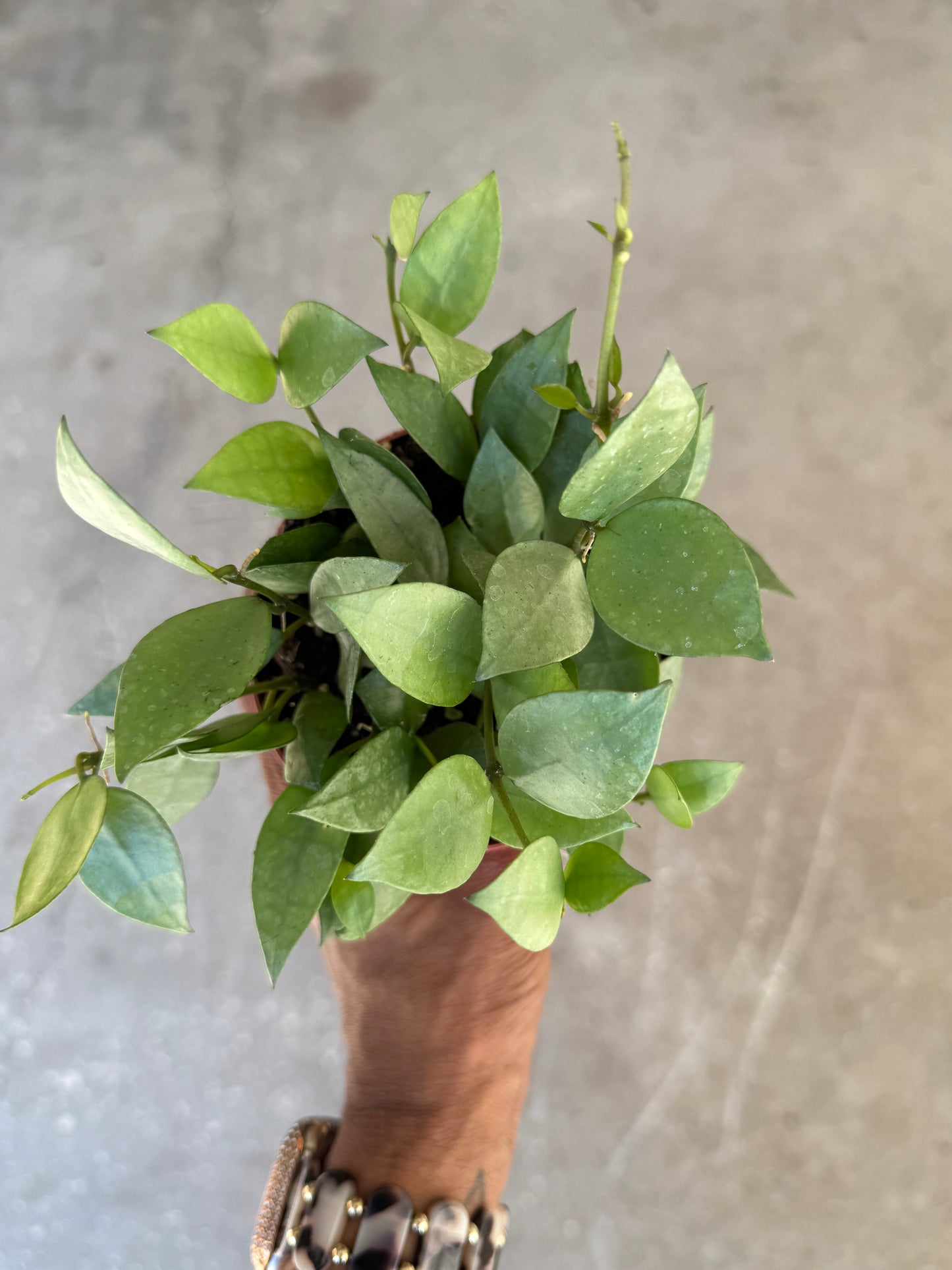 Hoya Krohiana Super Silver