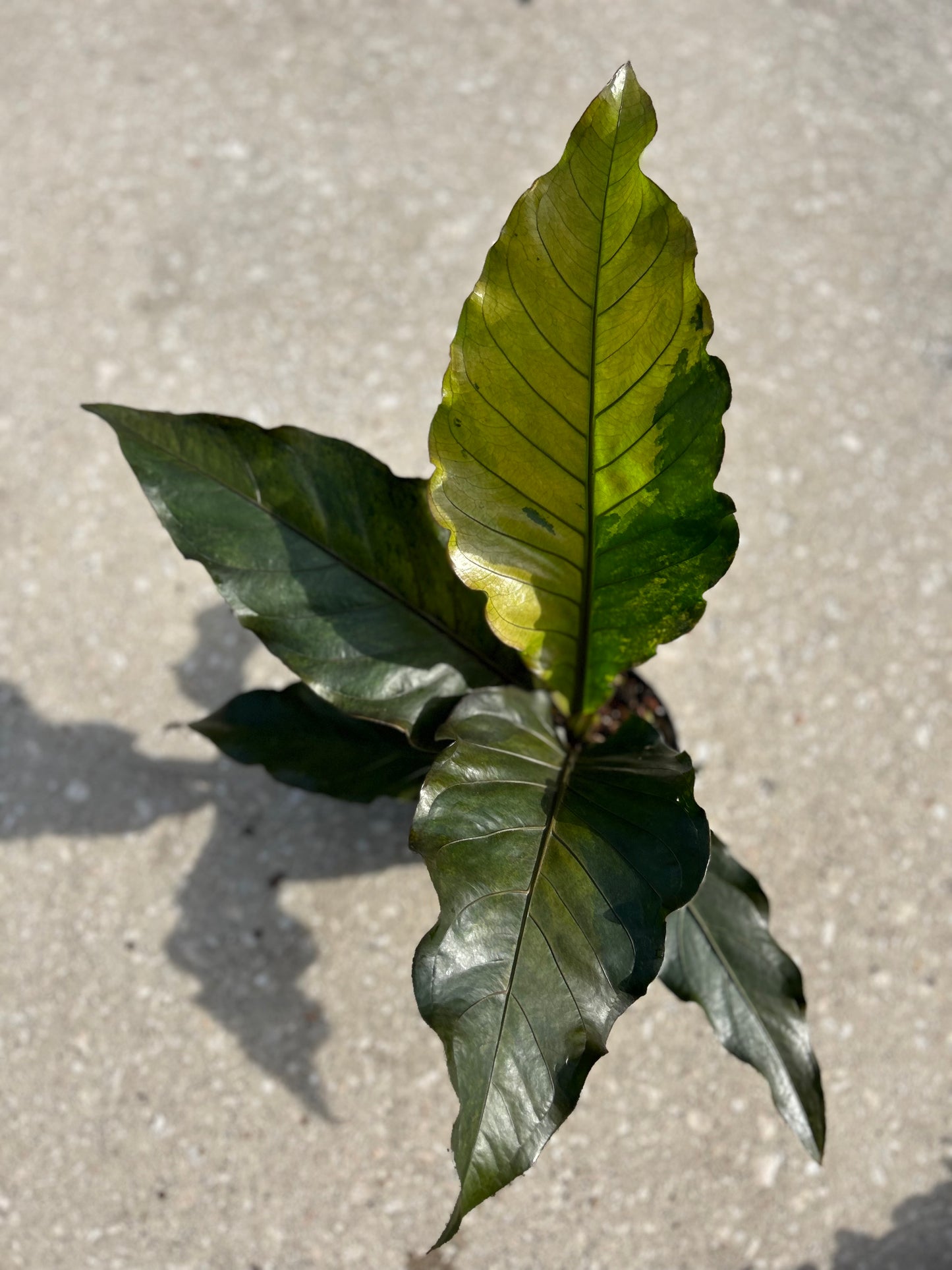 Anthurium Renaissance Variegated