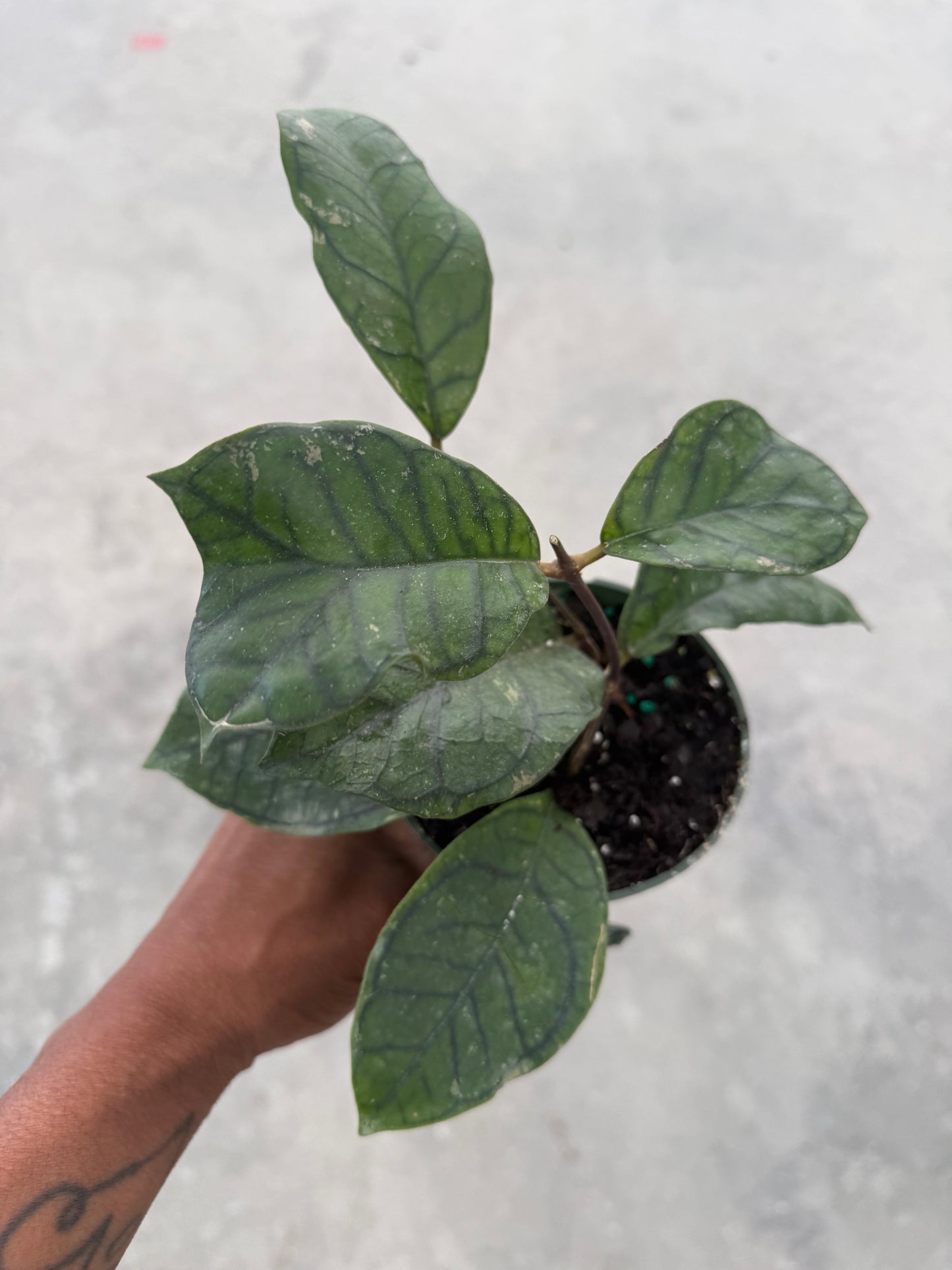 Hoya Callistophylla Vena