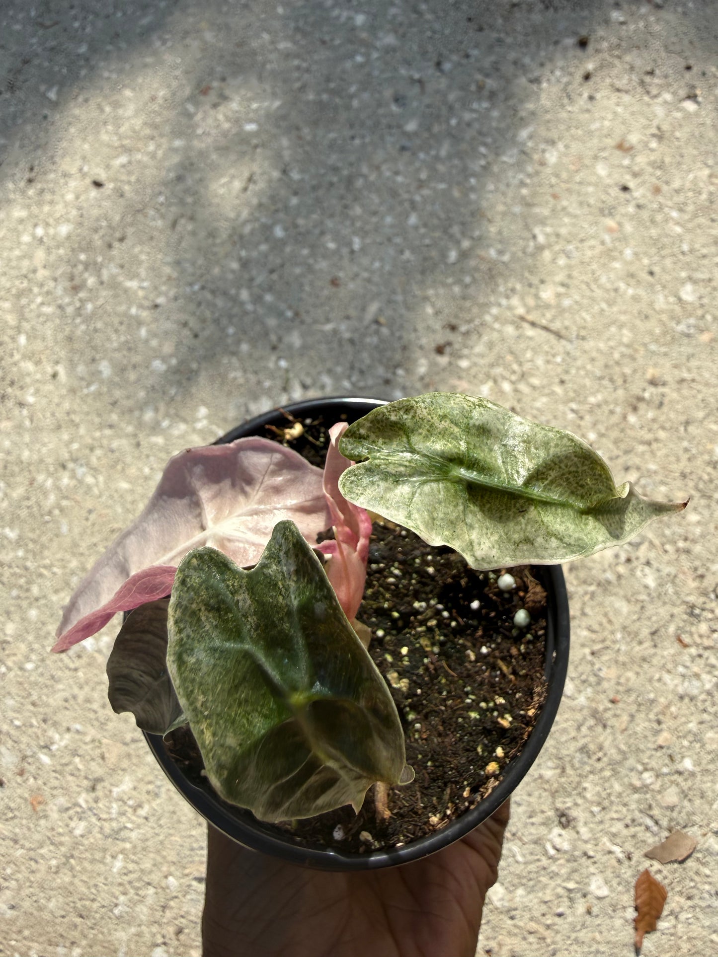 Alocasia Polly Pink Ghost