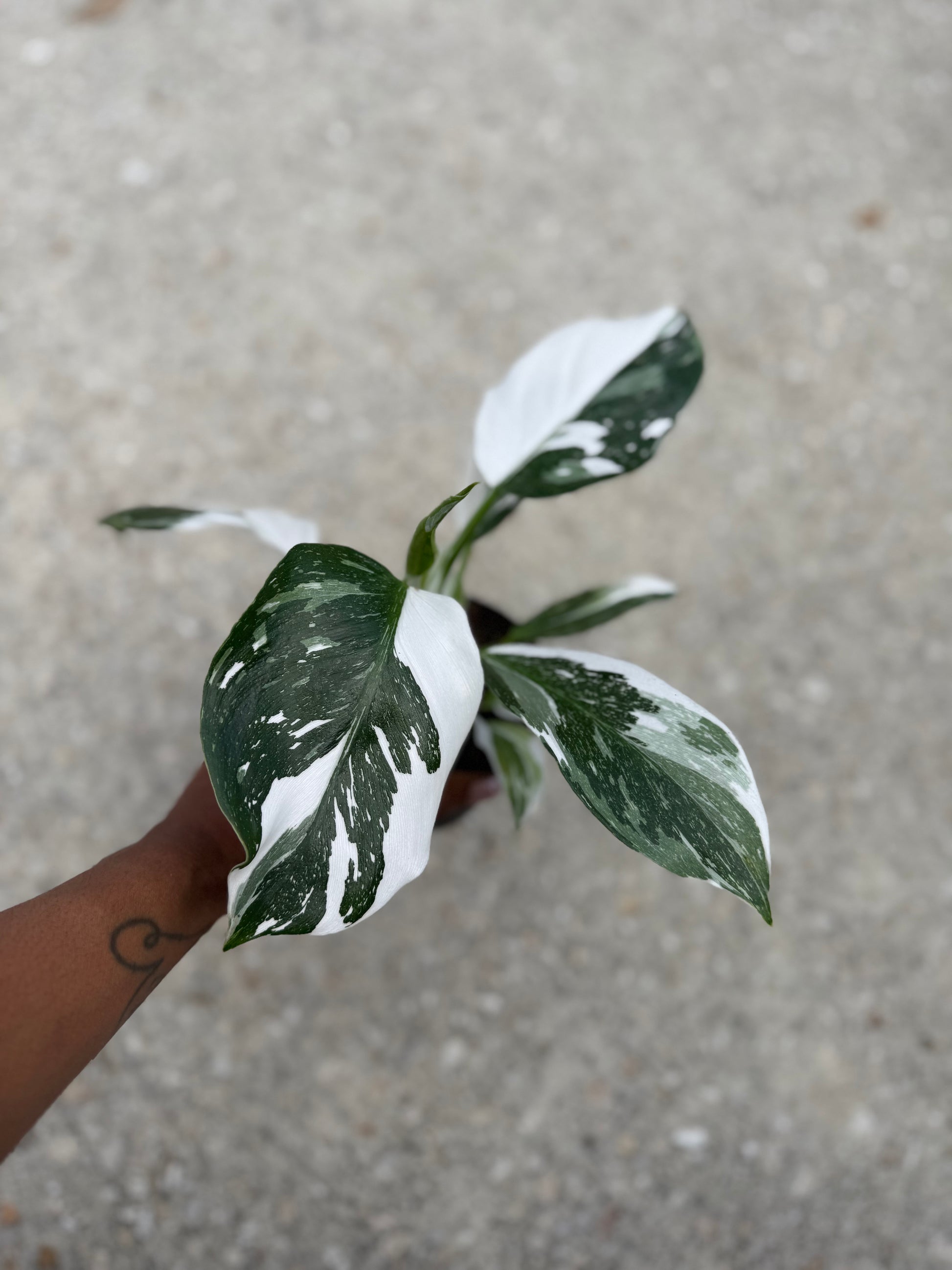 white wizard philodendron near me Philodendron 'White Wizard' – Prop & Grow Plant Shop