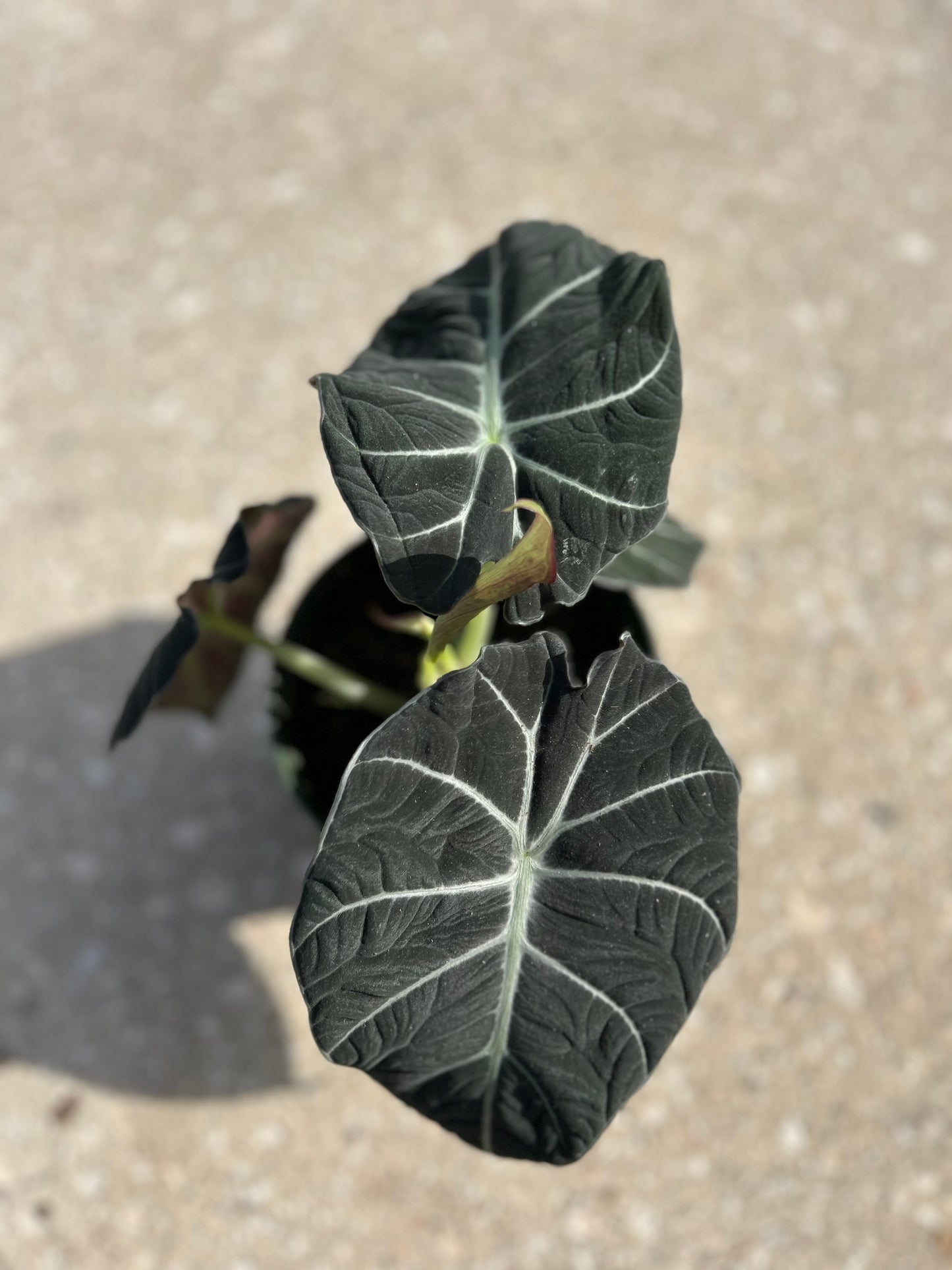 Alocasia Black velvet