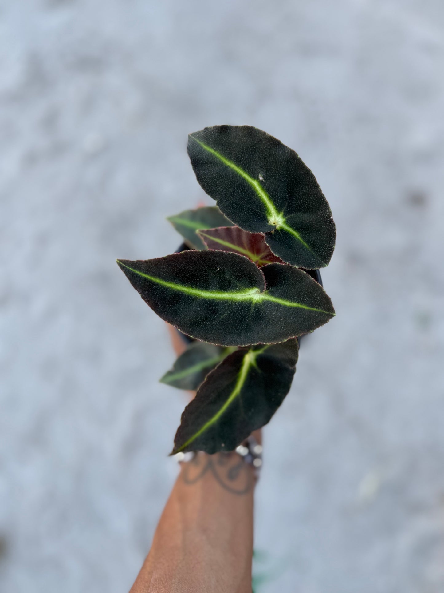 Begonia Listada