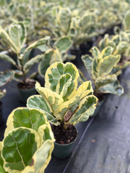 Ficus Lyrata Variegated 'Fiddle Leaf Fig'