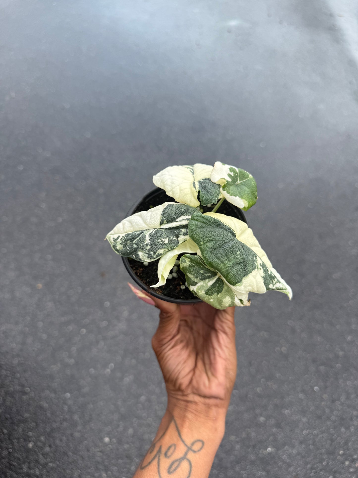 Alocasia Melo Variegated Albo
