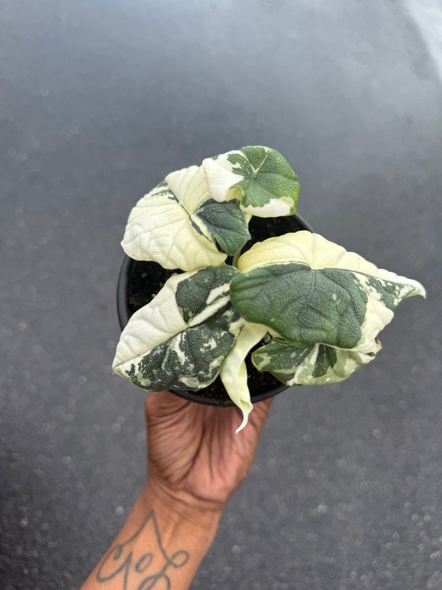 Alocasia Melo Variegated Albo