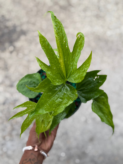 Anthurium ‘Fingers’