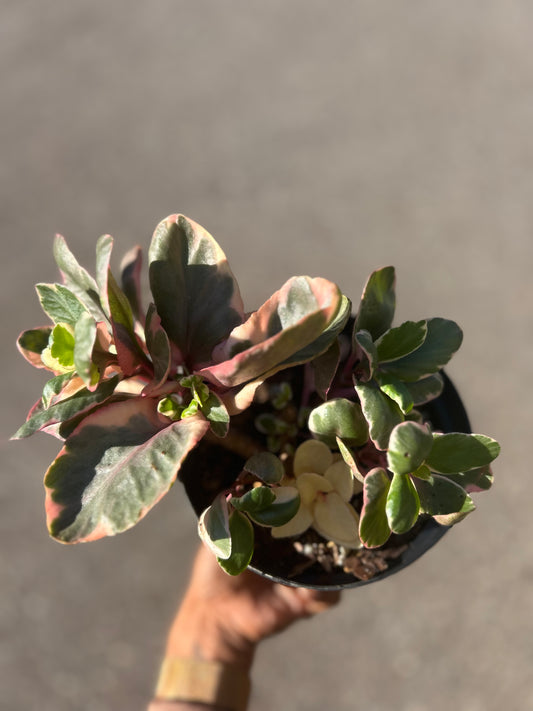 Kalanchoe blossfeldiana variegated