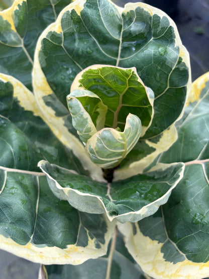 Ficus Lyrata Variegated 'Fiddle Leaf Fig'