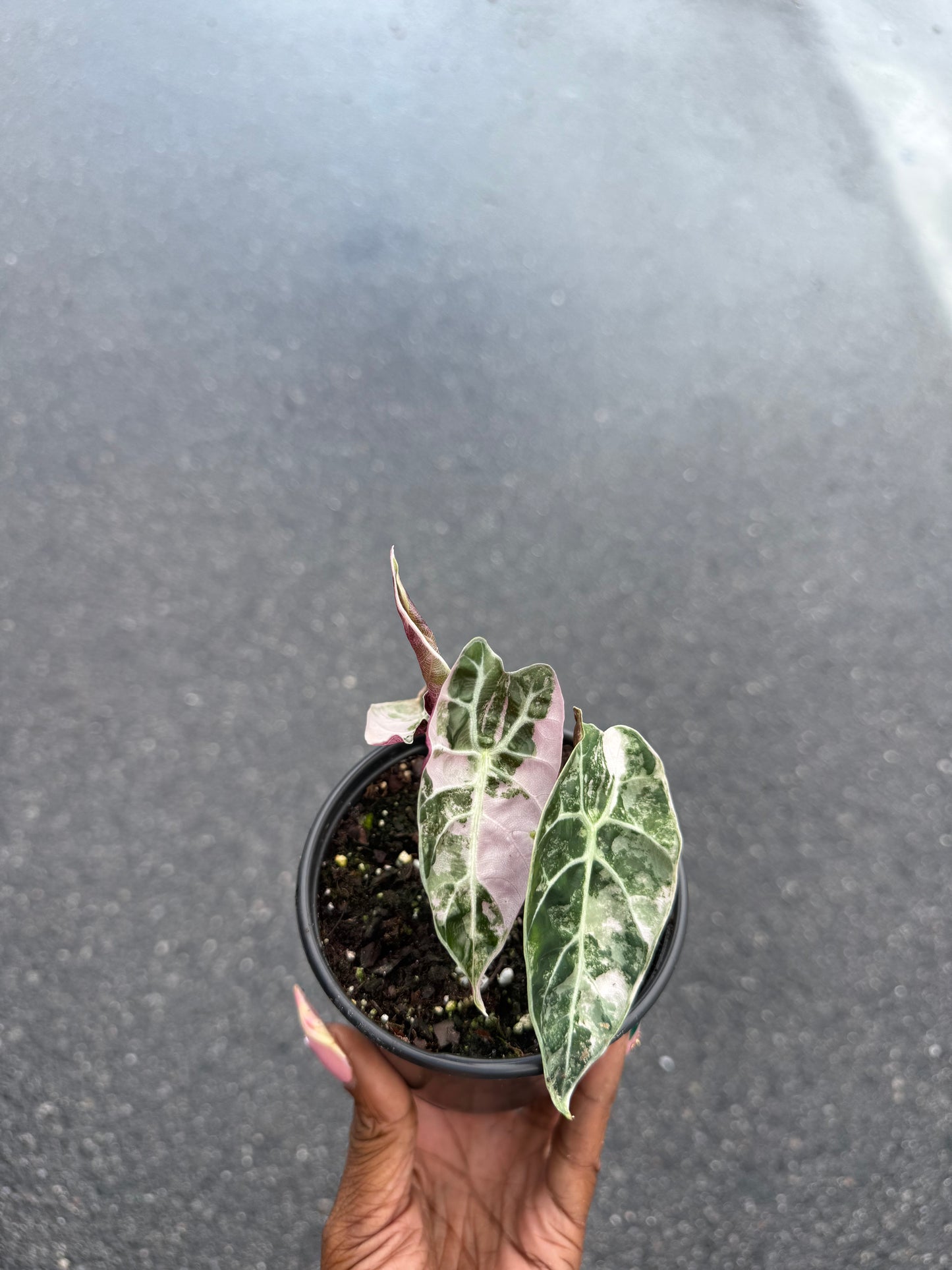 Alocasia watsoniana pink variegated